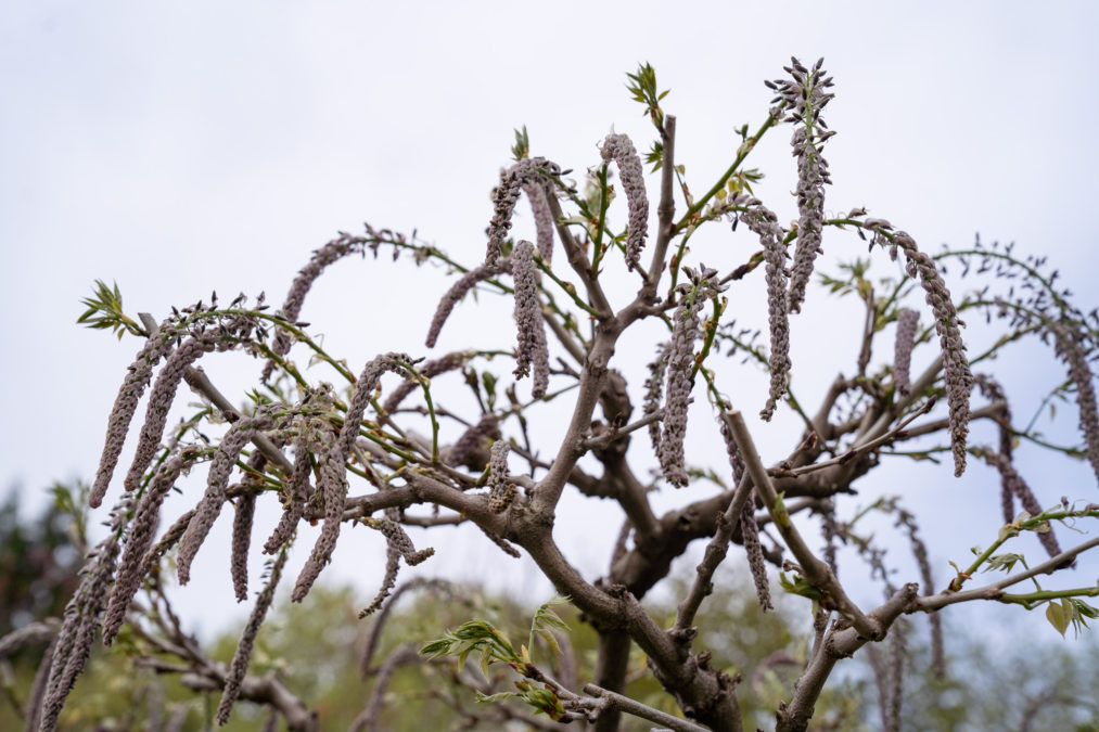 開花情報20230507