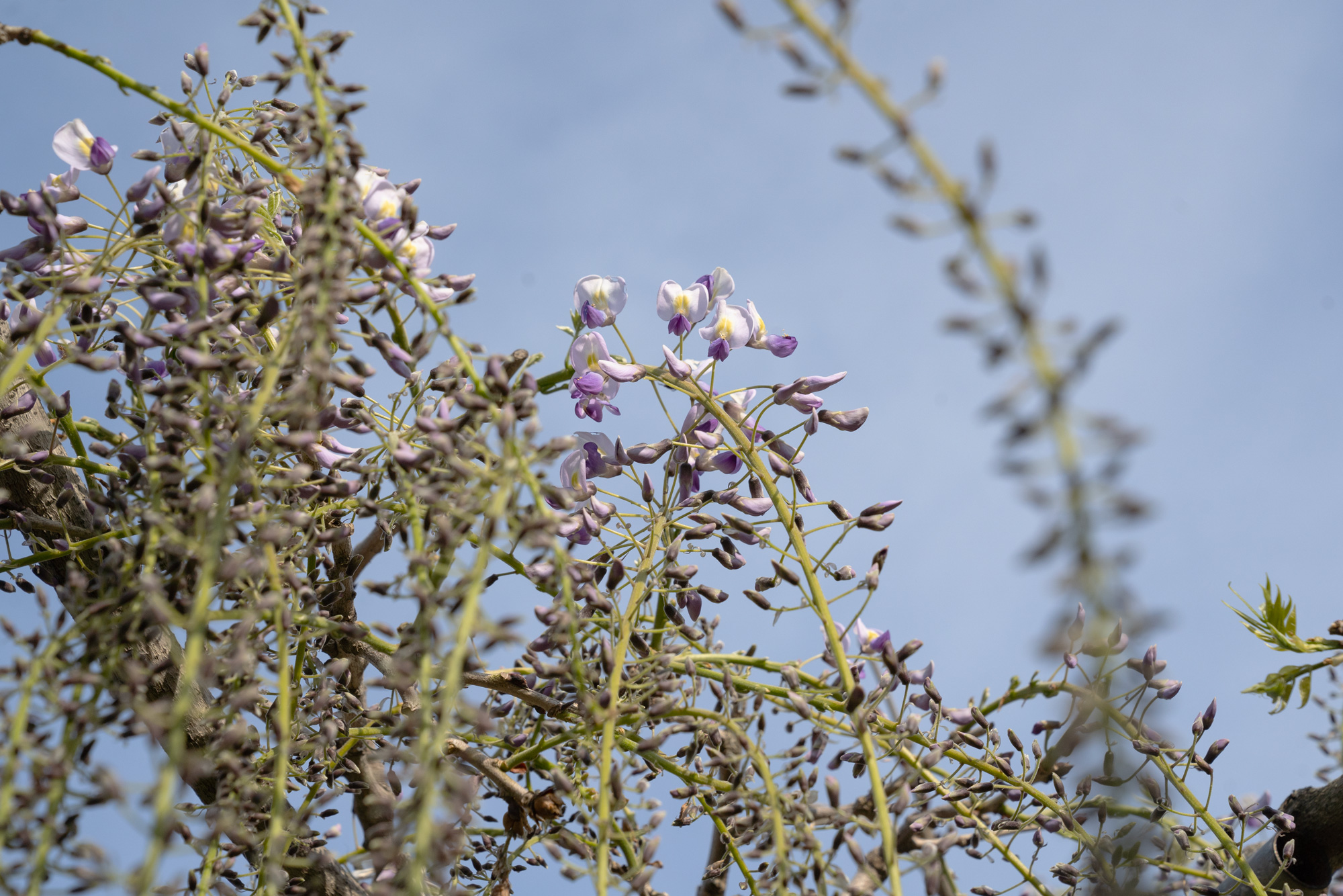 紫の藤の花のつぼみ