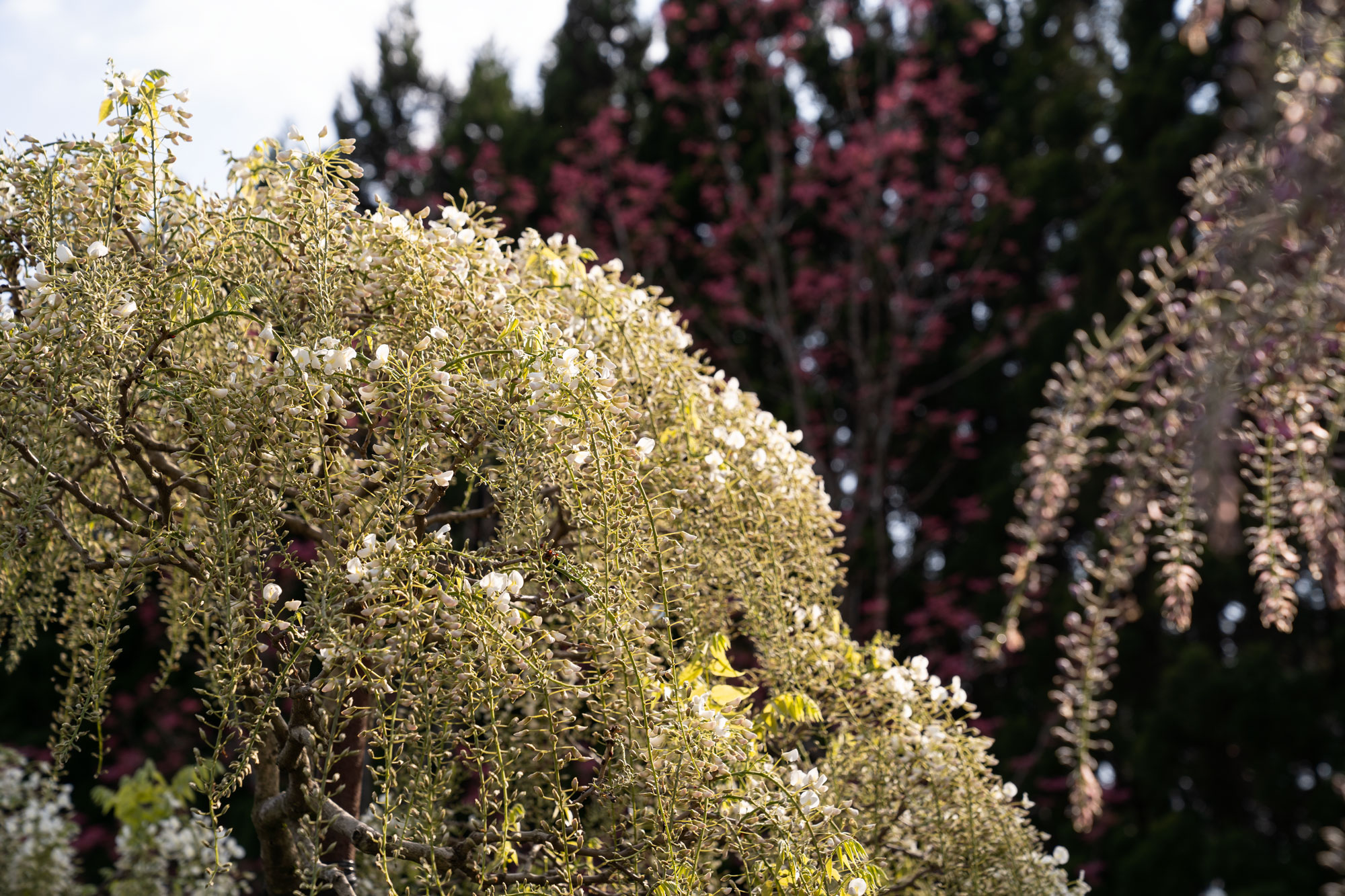 ポツリと開く藤の花のつぼみ