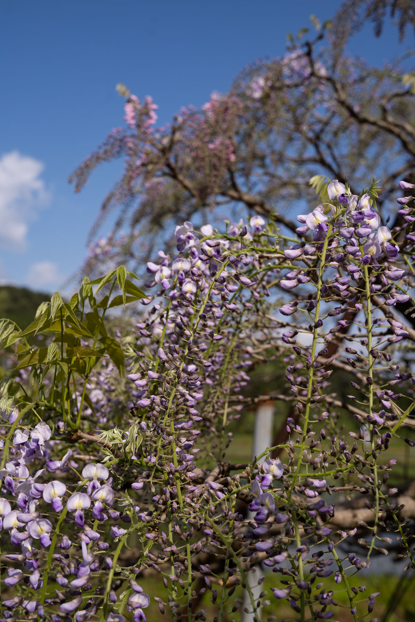 紫の藤の花のつぼみ