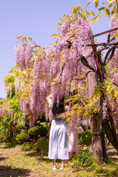 開花情報20240518