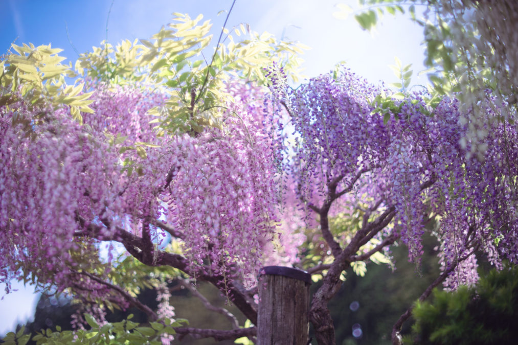 開花情報20240519