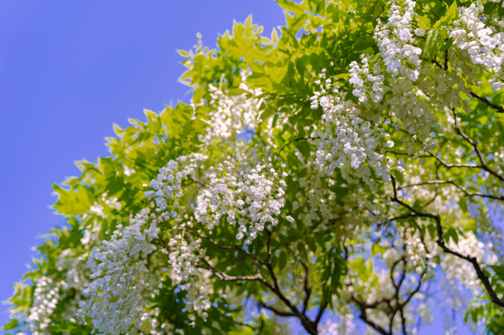 開花情報20240521