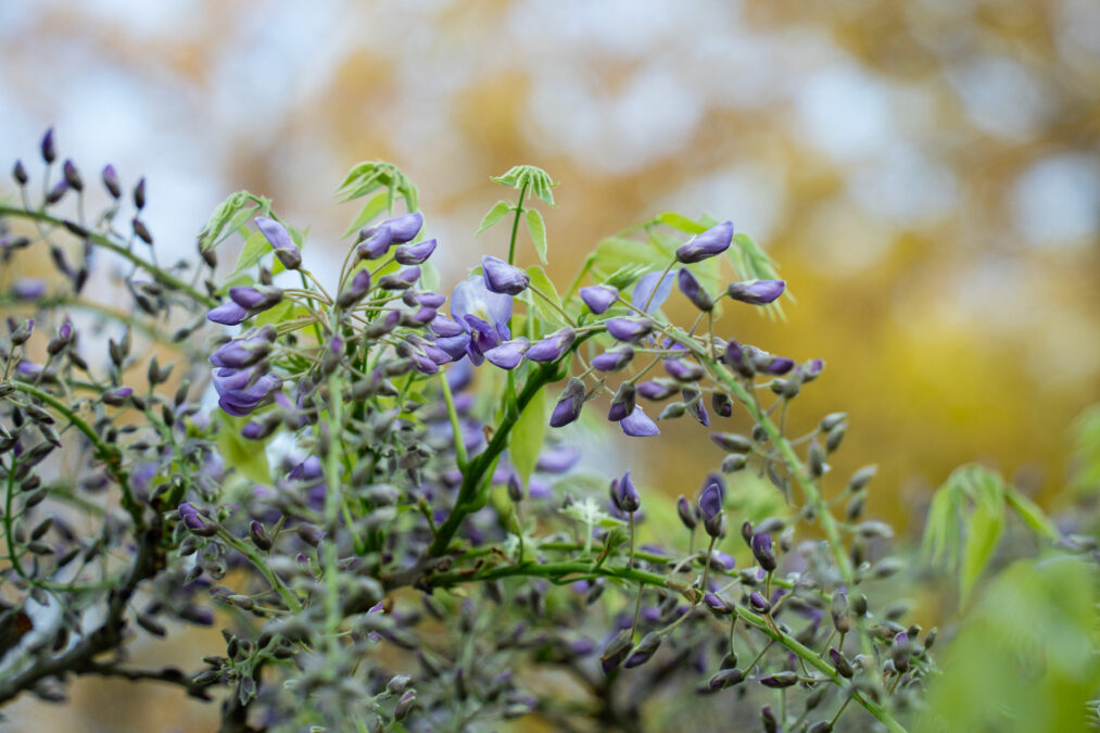 開花情報20250516 18:00