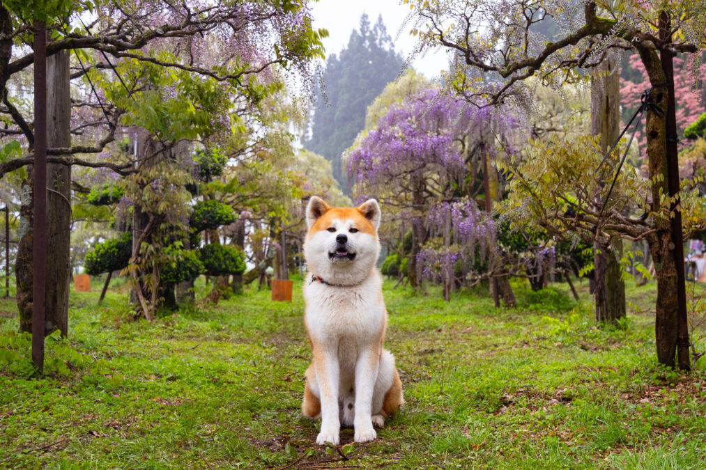 開花情報20250521