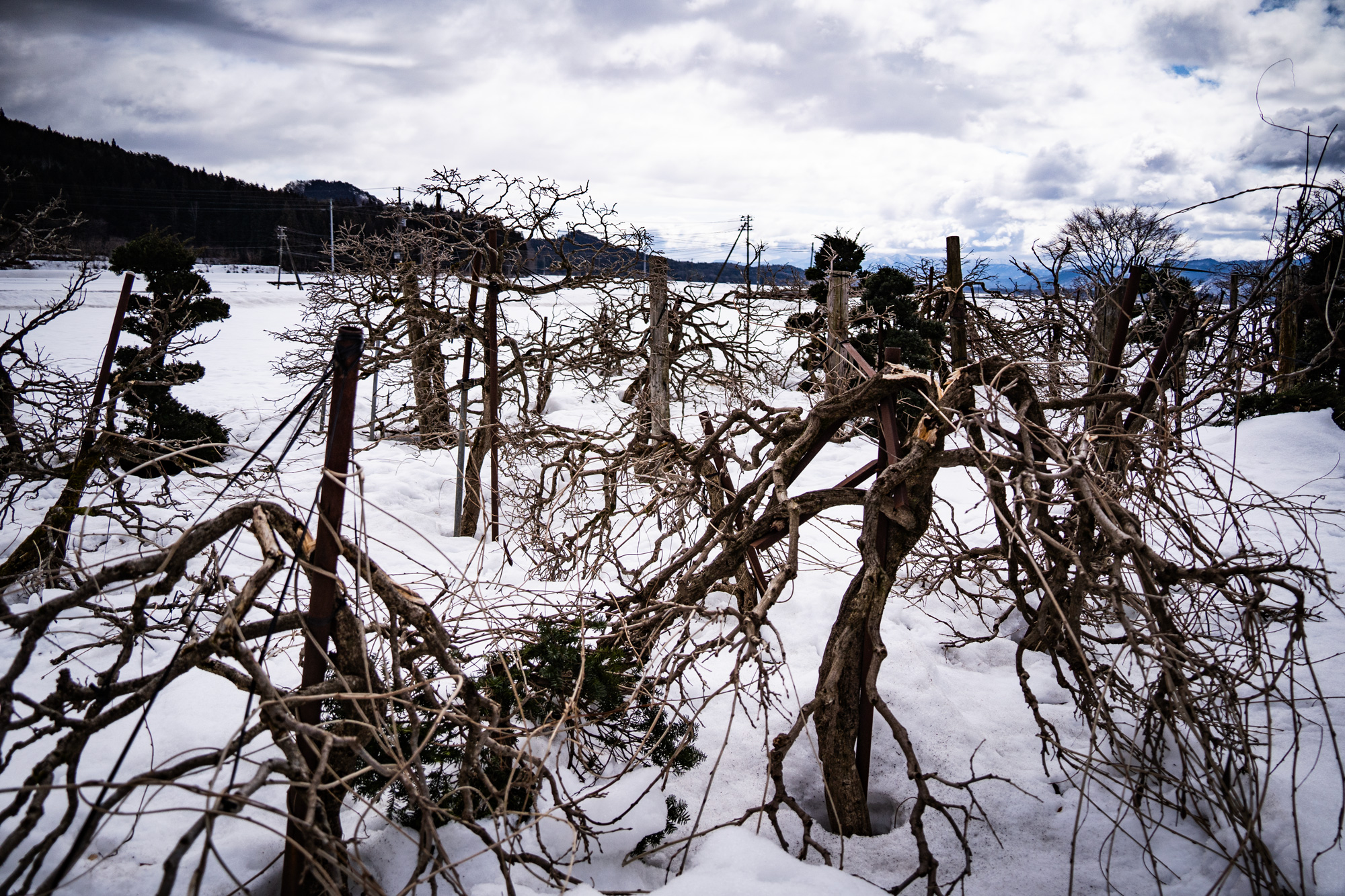 今年一月の豪雪による被害