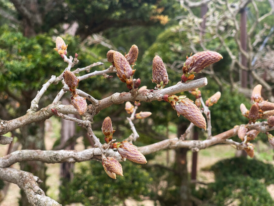 開花情報20260430
