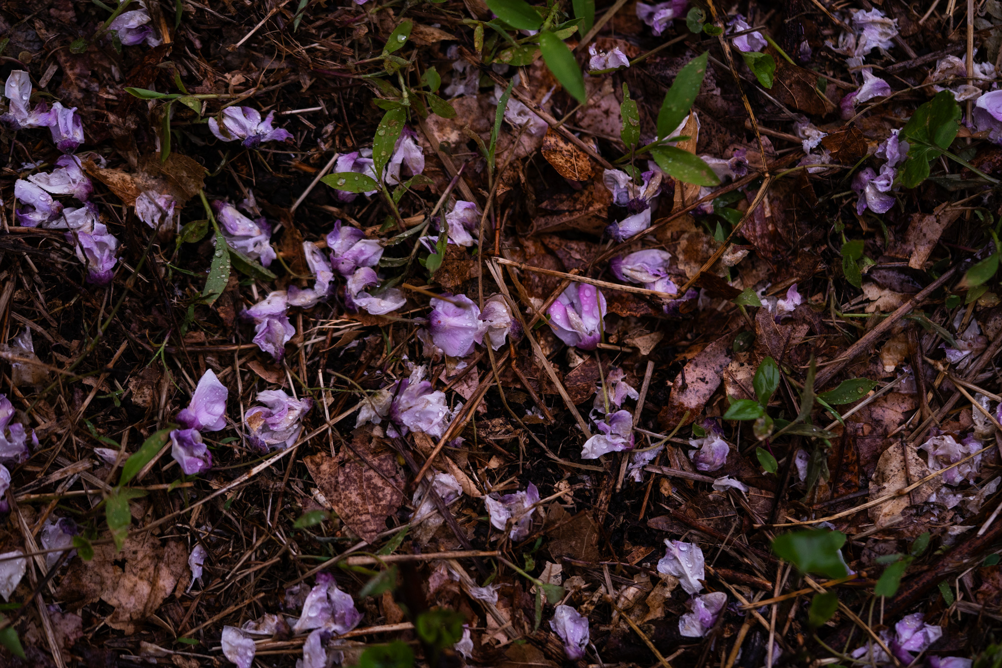 DSC00370