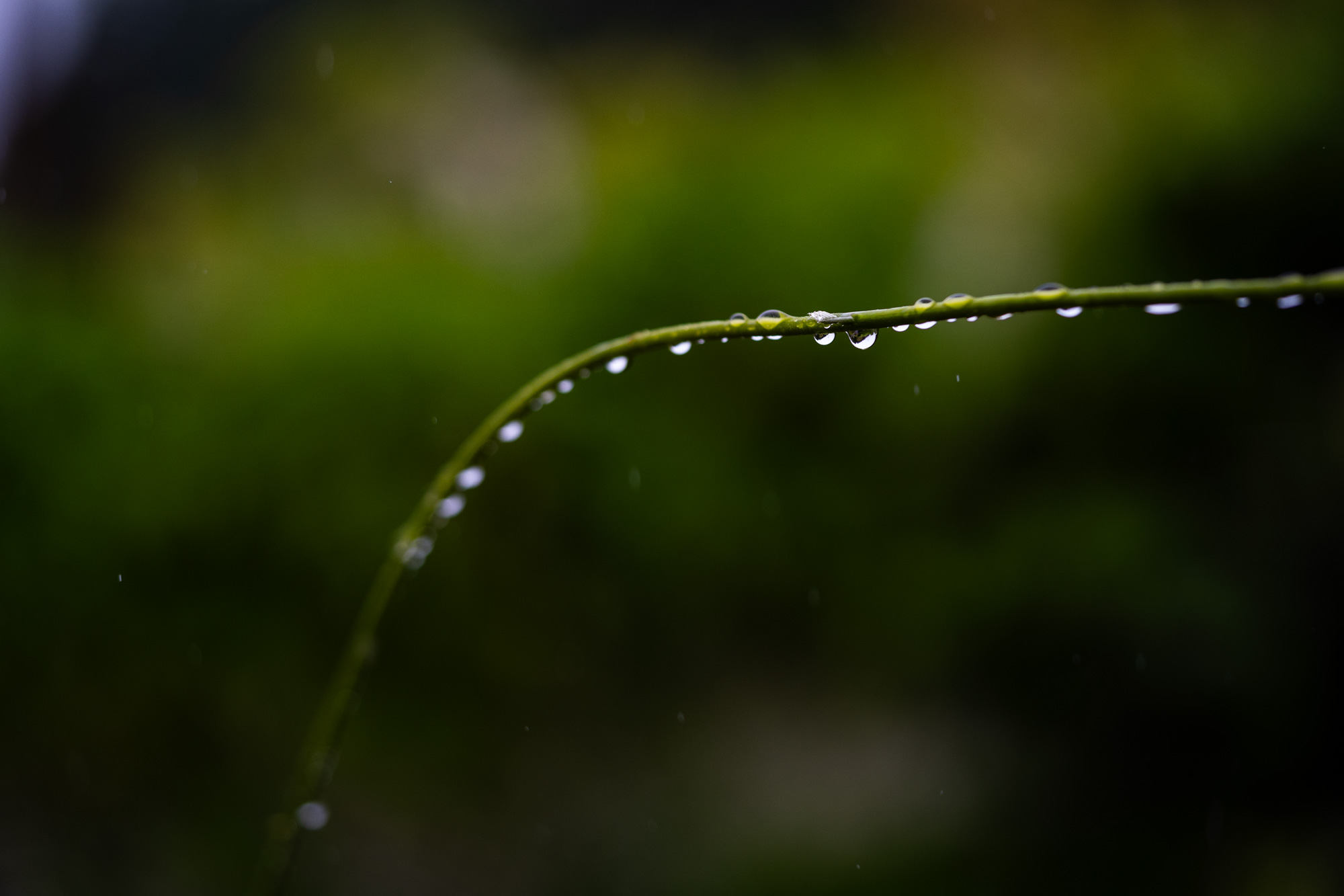 DSC00431