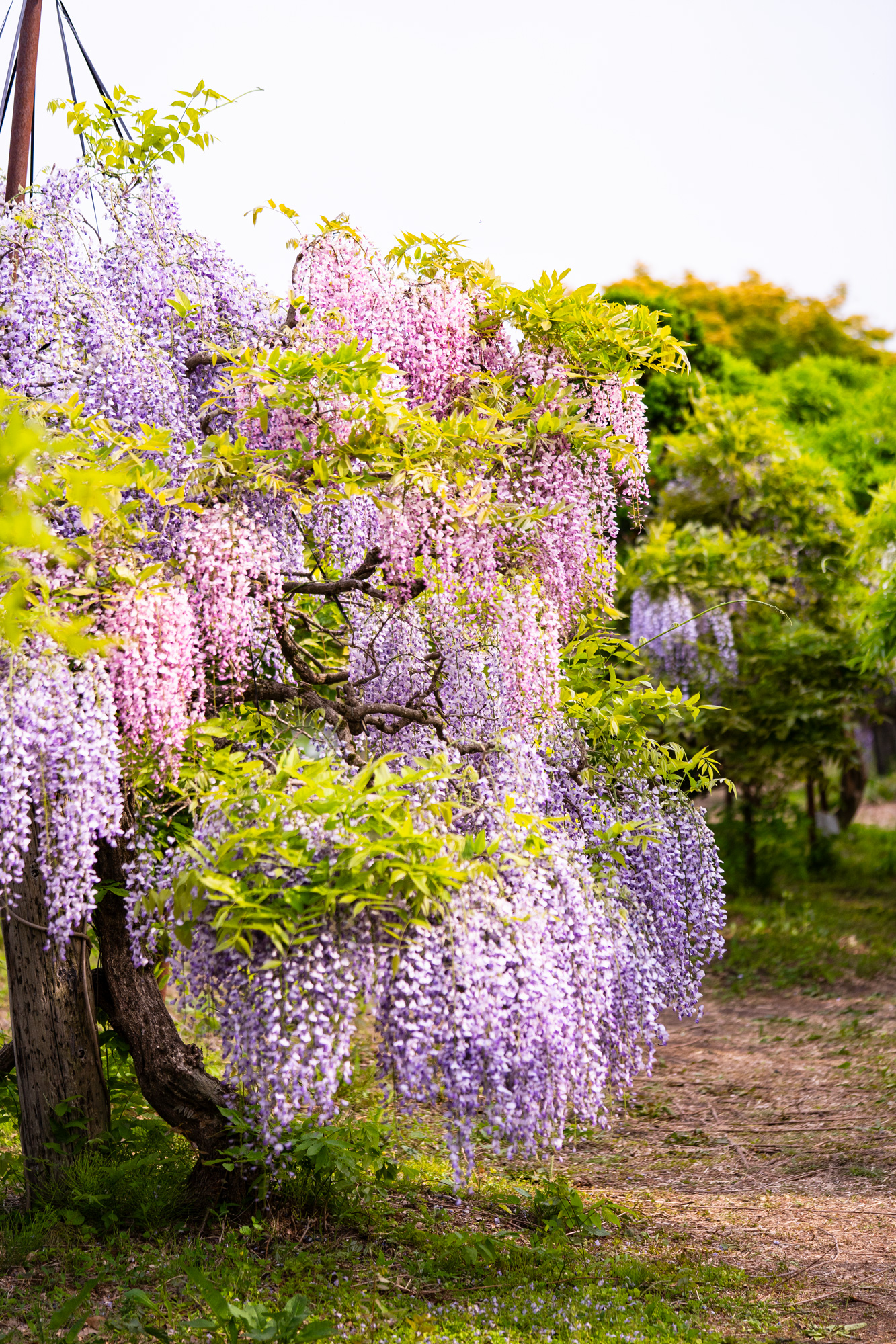 開花情報20260520