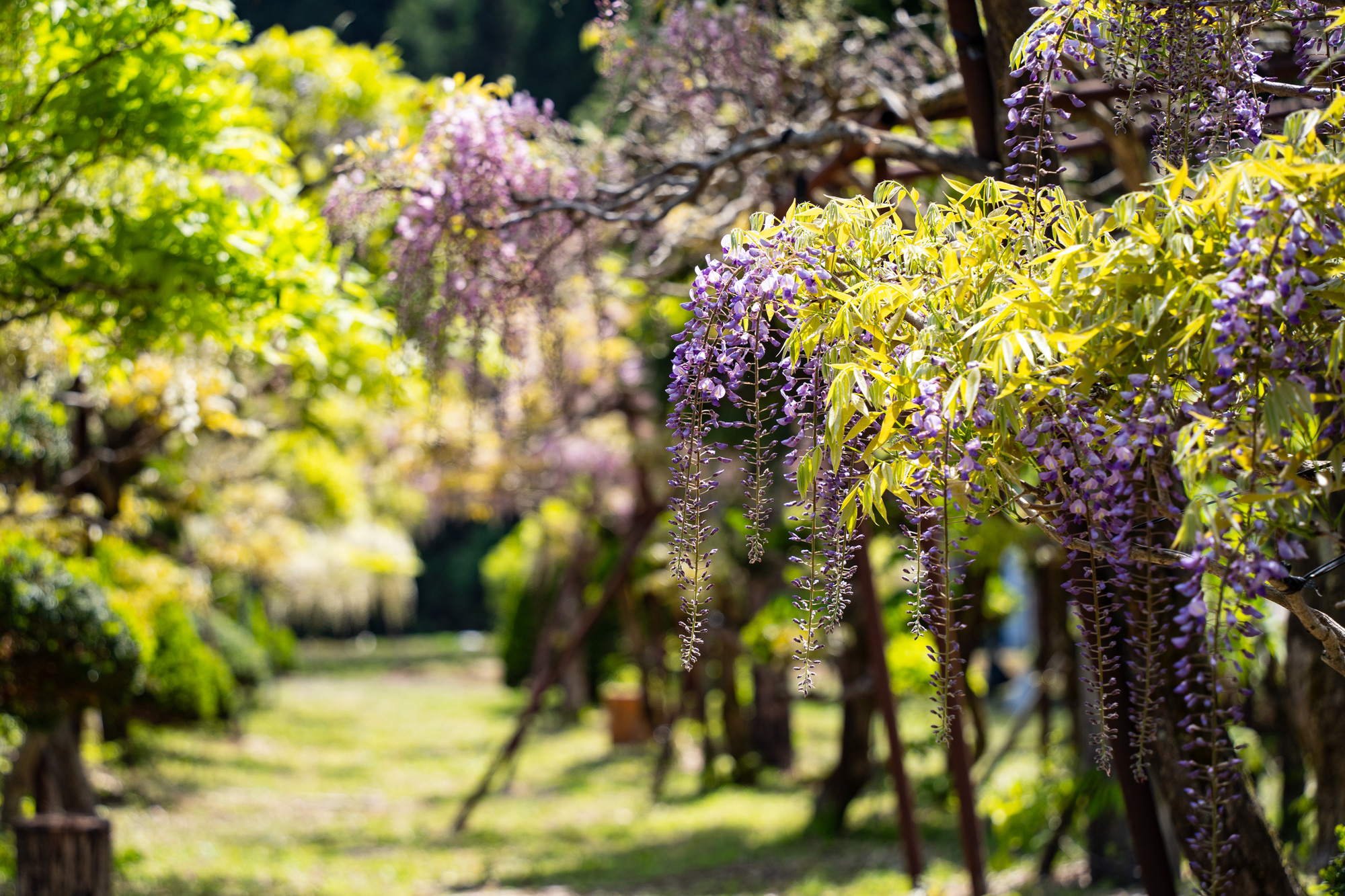 開花情報20260515